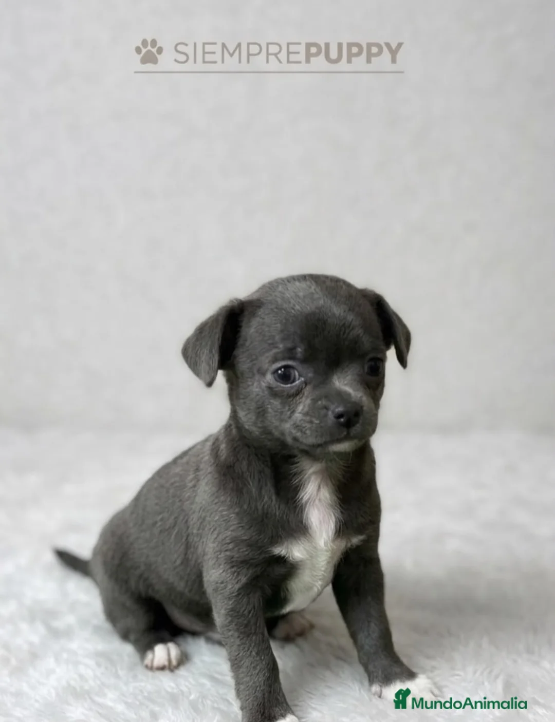 Chihuahua perros en venta: CHIHUAHUA BLUE TOY - Anuncio 1