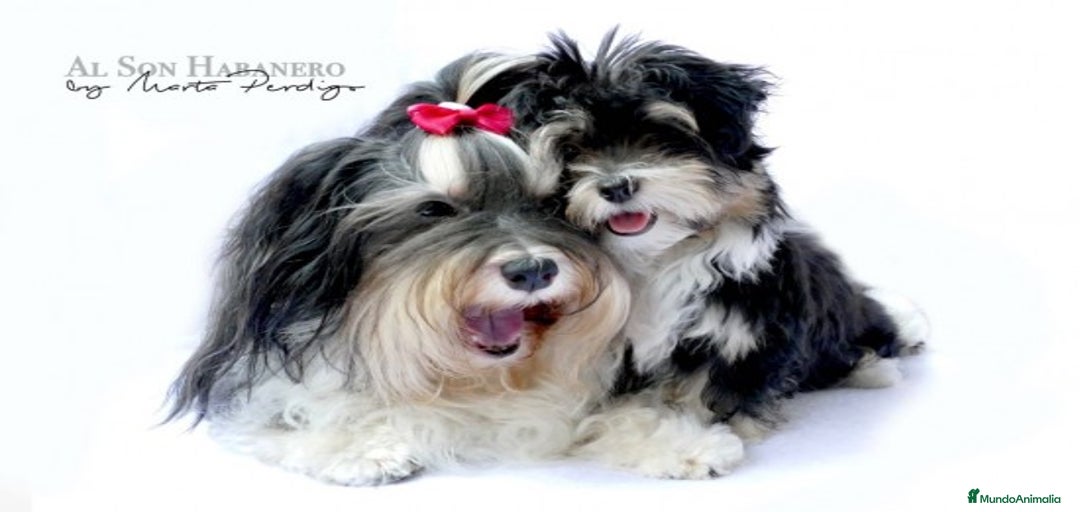 Imagen de galería {{count}}