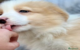 Border Collie perros en venta: BORDER COLLIE ROJOS DISPONIBLES - Anuncio 4