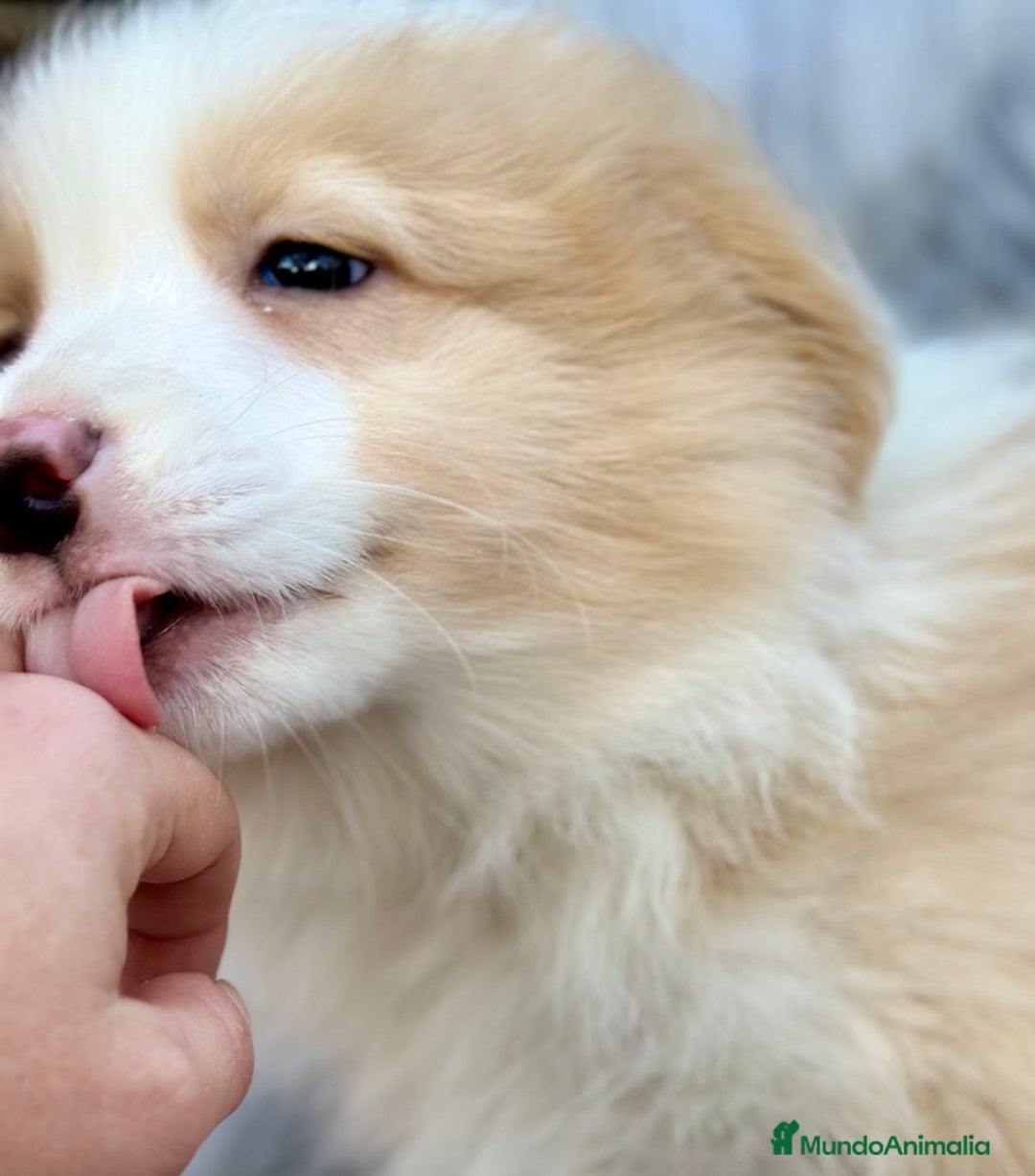 Border Collie perros en venta: BORDER COLLIE ROJOS DISPONIBLES - Anuncio 4