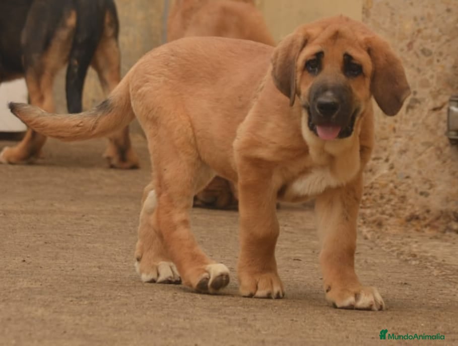 Mastín Español perros Mastín español - Anuncio 2