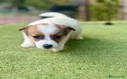 Jack Russell Terrier perros en venta: Jack Russell juguetones guapos  - Imagen 2
