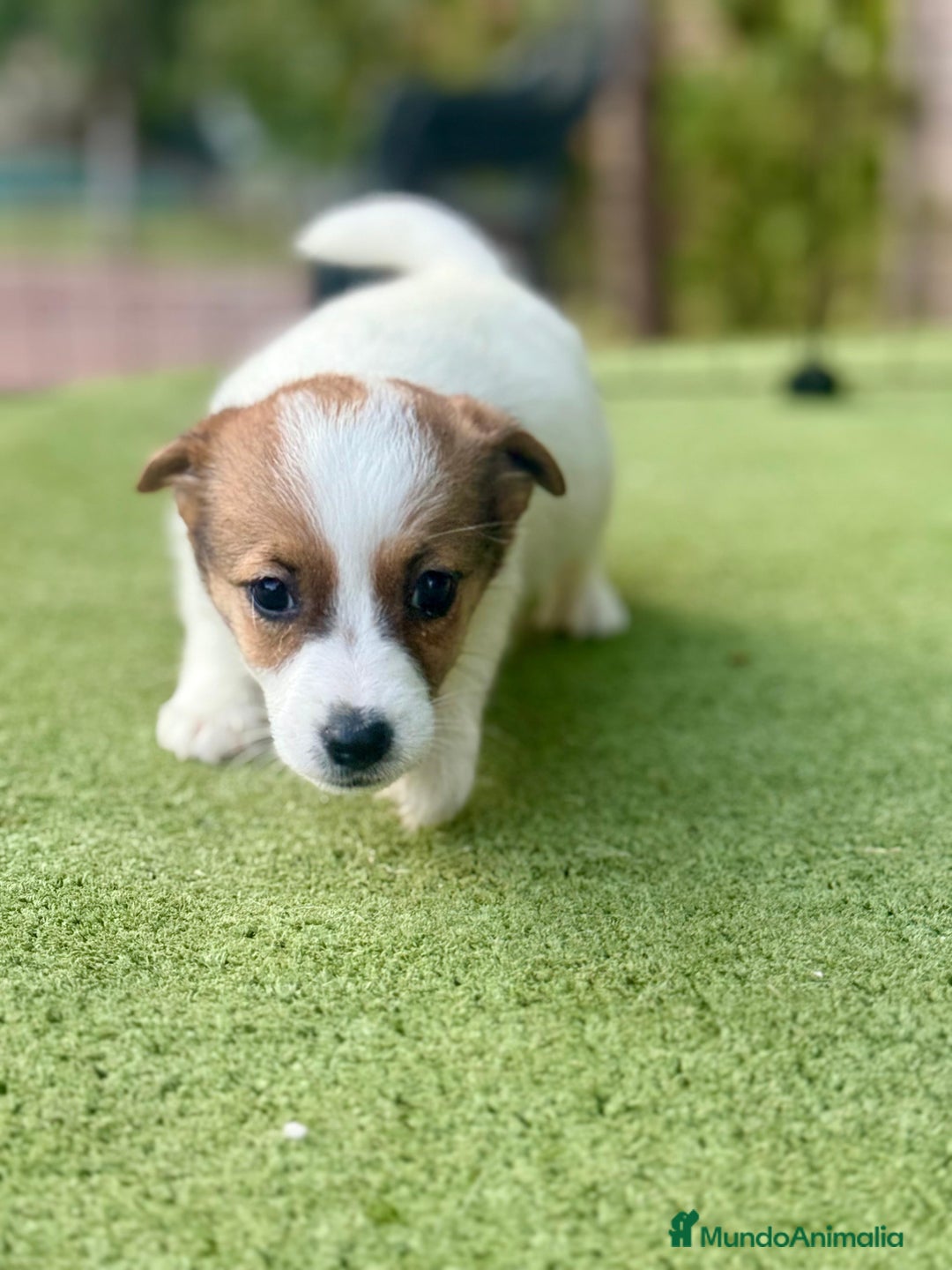 Jack Russell Terrier perros en venta: Jack Russell juguetones guapos  - Imagen 2