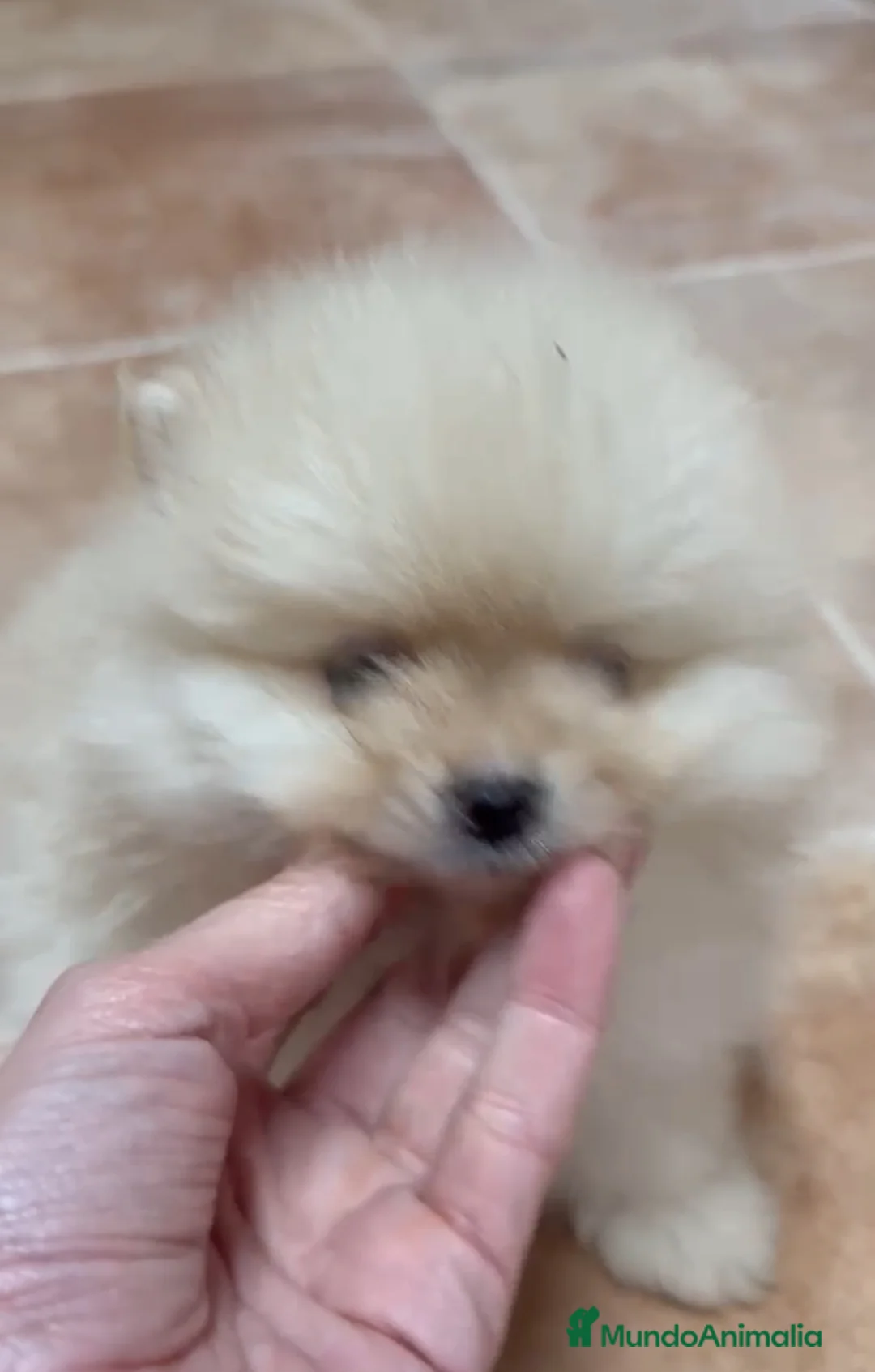 Pomerania perros en venta: Pomerania miniatura  - Anuncio 3