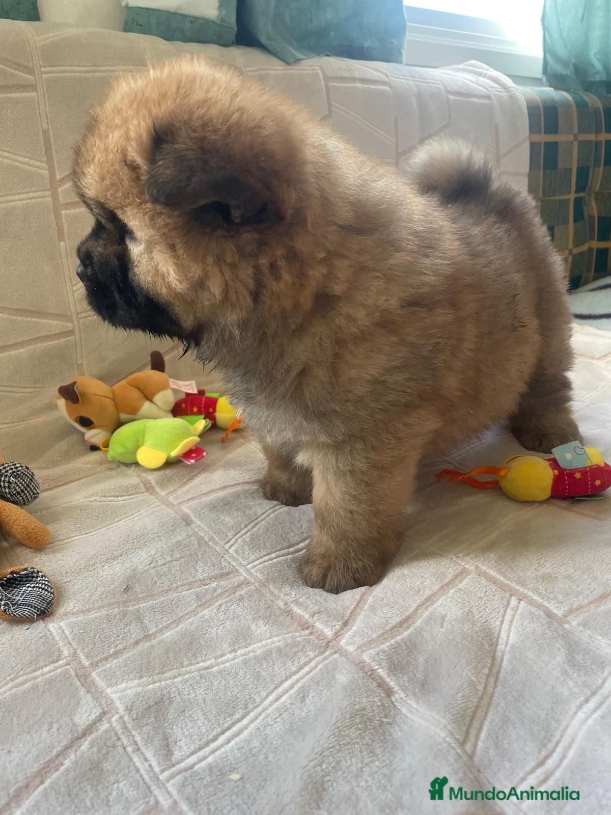 Chow Chow perros Bebés Chow-Chow  - Anuncio 2