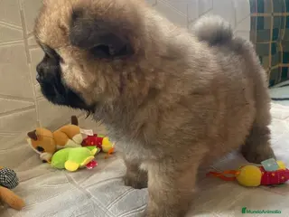Chow Chow perros Bebés Chow-Chow - Anuncio 2