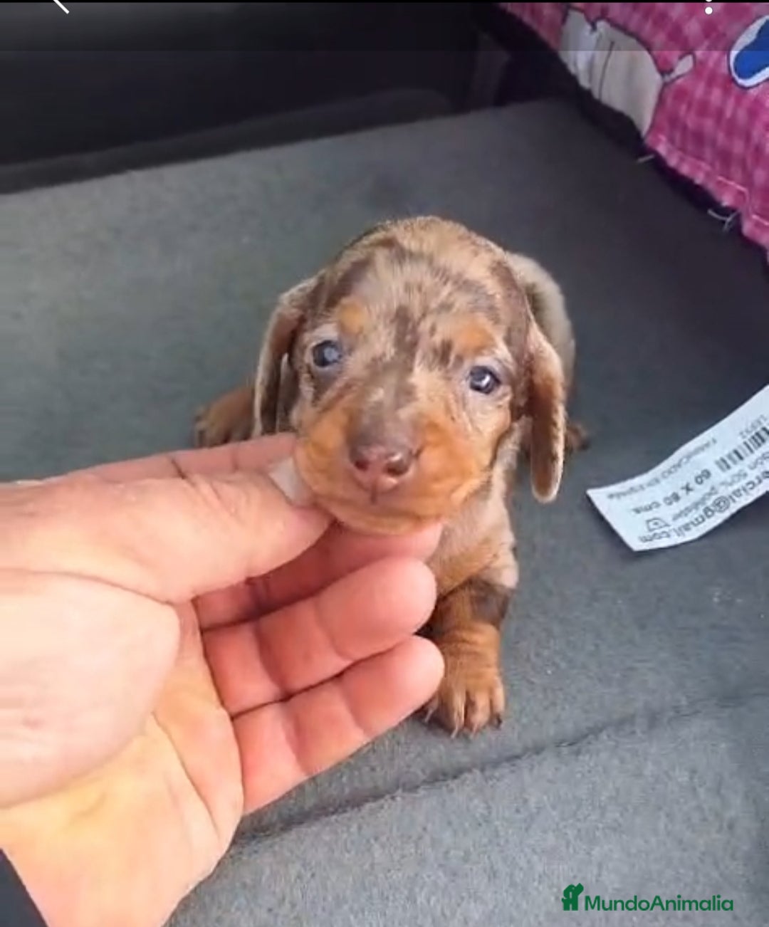 Teckel perros Teckel Kanichen - Anuncio 2