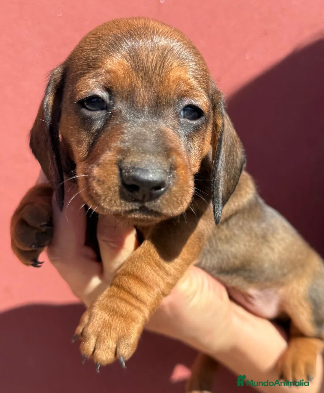 Teckel Miniatura perros en venta: Preciosos Teckel miniatura listo para su hogar  - Anuncio 4