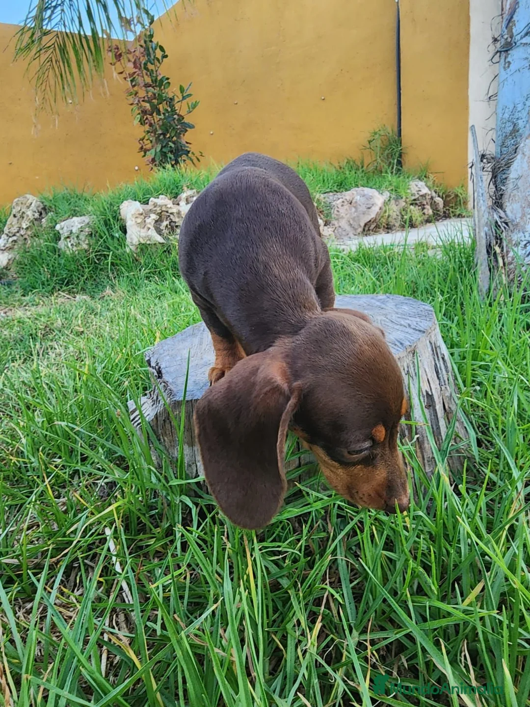 Teckel Miniatura perros en venta: Teckel chocolate precio real - Anuncio 3