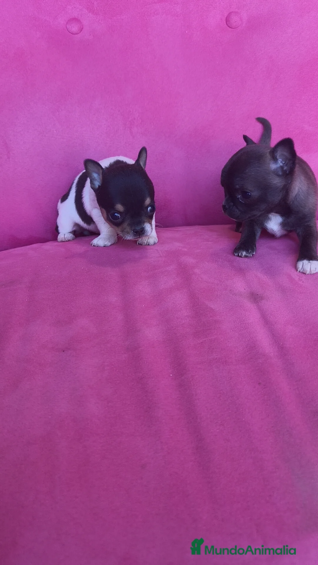 Chihuahua perros en venta: Chihuahua Toy macho y hembra  - Anuncio 9