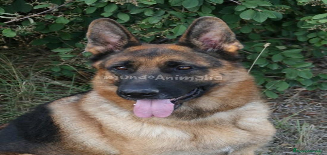 Imagen de galería {{count}}