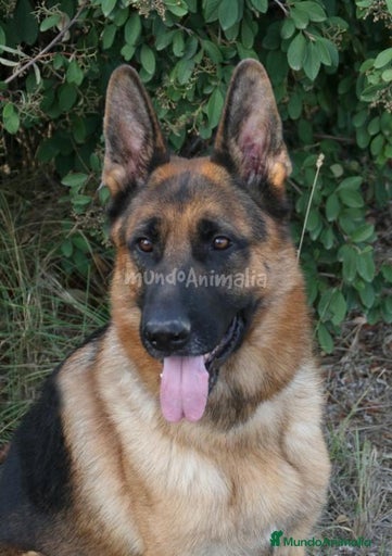 Imagen de galería {{count}}