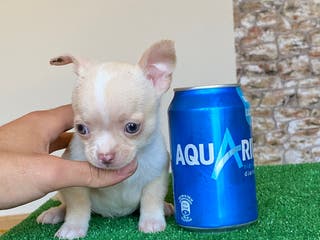 Chihuahua perros Chihuahuas cachorros en Ciudad Real - Anuncio 39