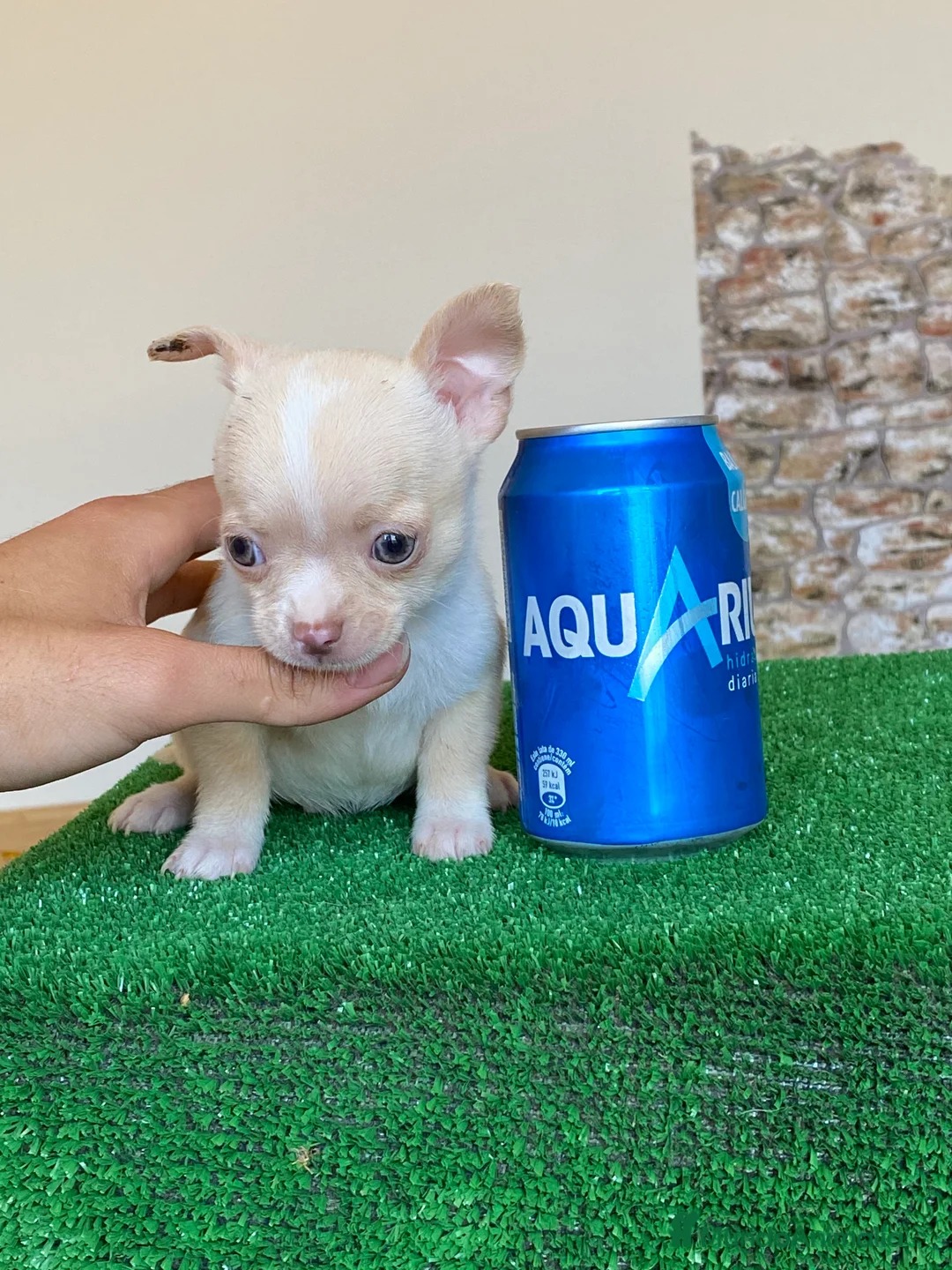 Chihuahua perros en venta: Chihuahuas cachorros  en Ciudad Real - Anuncio 1