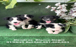 Border Collie perros en venta: BORDER COLLIE hembras - Imagen 9