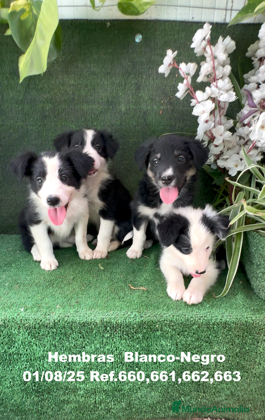 Border Collie perros en venta: BORDER COLLIE hembras - Imagen 9