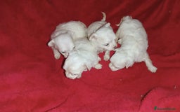 Bichón Maltés perros en venta: PRECIOSAS HEMBRITAS DE BICHÓN MALTÉS  - Imagen 4