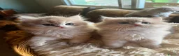 Británico de Pelo Corto gatos en venta: Camada de british longhair y shorthair golden - Anuncio 5