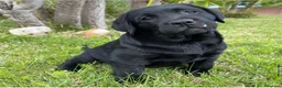 Labrador Retriever perros en venta: Impresionantes cachorros de labrador  - Anuncio 4