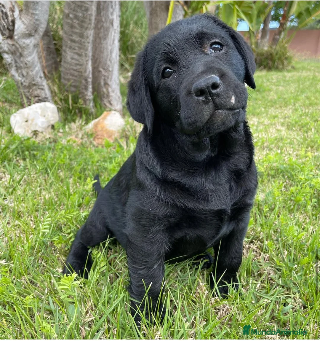Labrador Retriever perros en venta: Impresionantes cachorros de labrador  - Anuncio 4