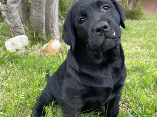 Labrador Retriever perros Impresionantes cachorros de labrador - Anuncio 3