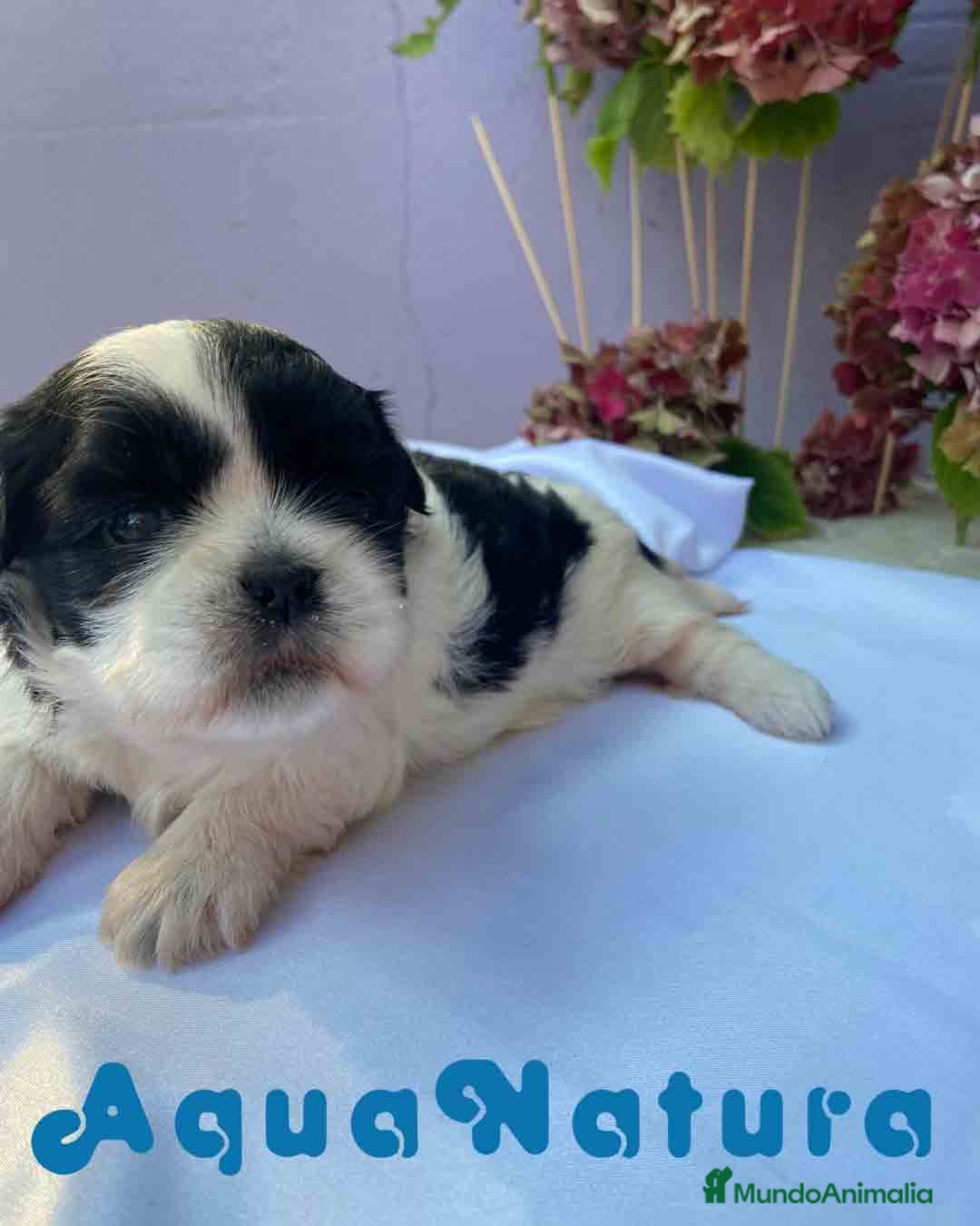 Shih Tzu perros Shih Tzu Hembra de Agata y Newman AQUANATURA - Anuncio 24