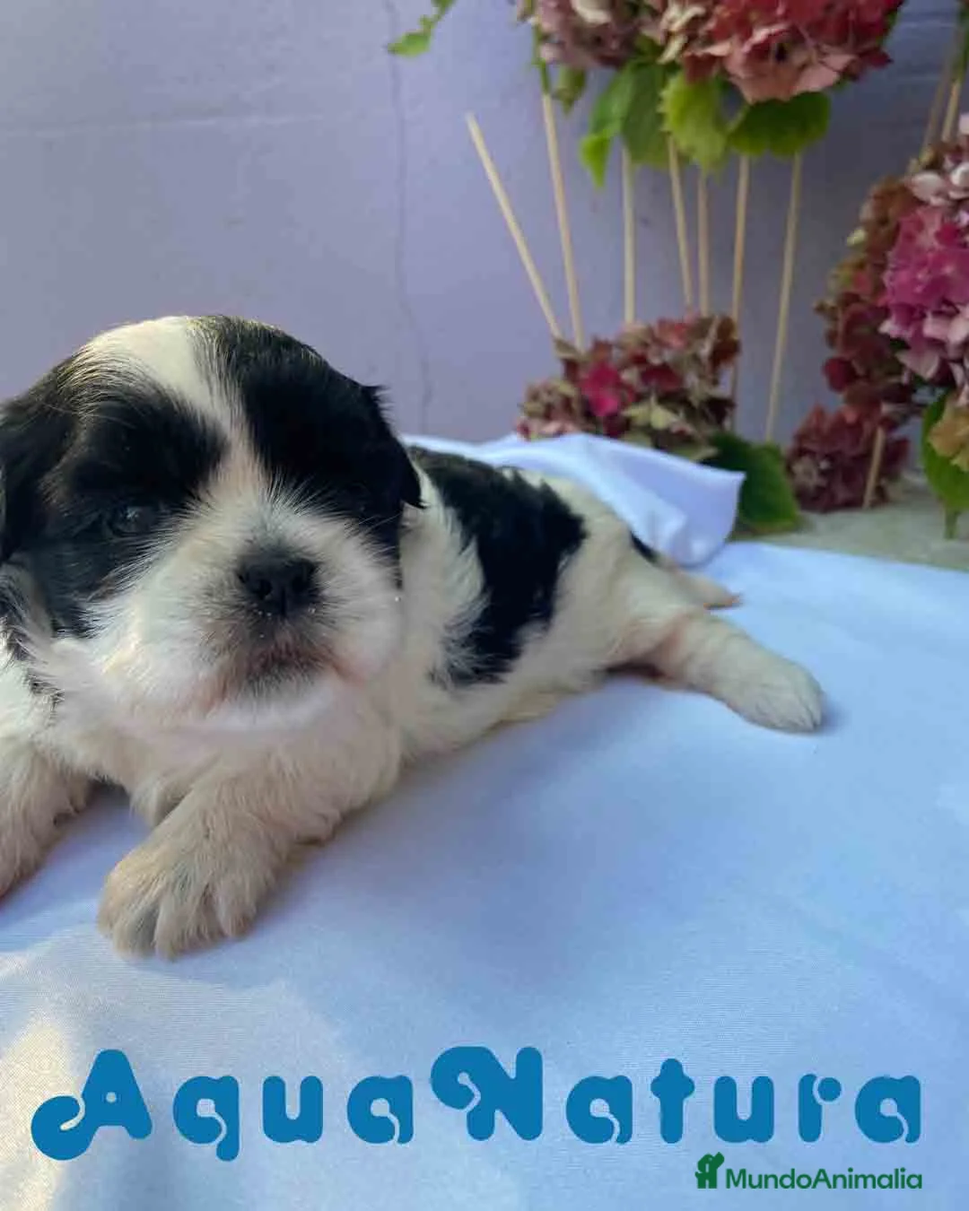 Shih Tzu perros en venta: Shih Tzu Hembra de Agata y Newman AQUANATURA - Anuncio 1