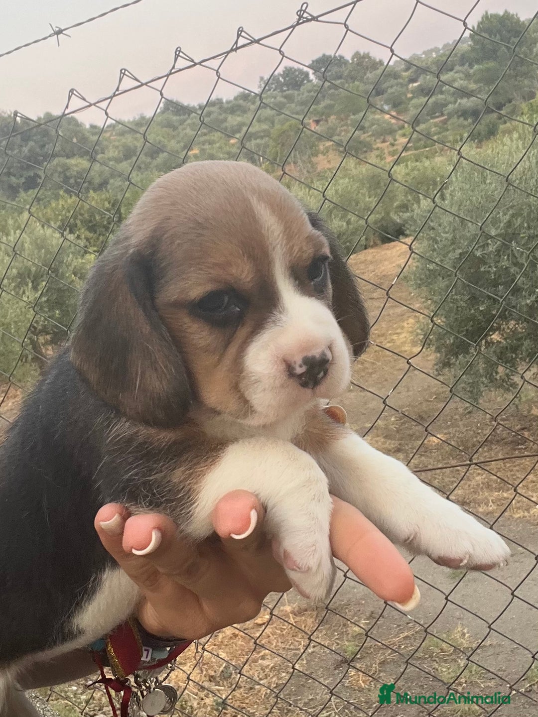 Beagle perros en venta: Cachorros Beagle  - Imagen 2