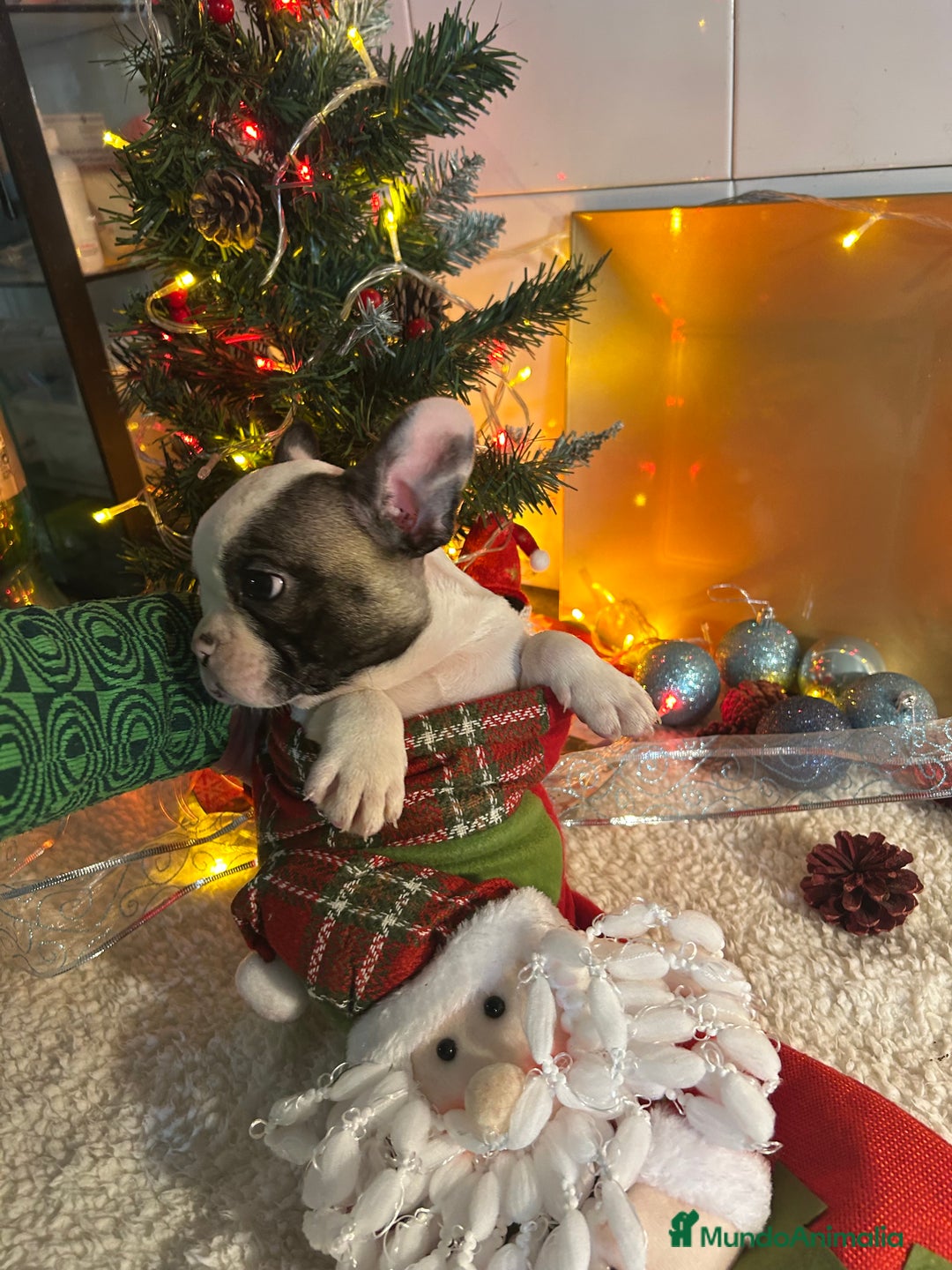 Bulldog Francés perros en venta: Bulldog francés  - Anuncio 9