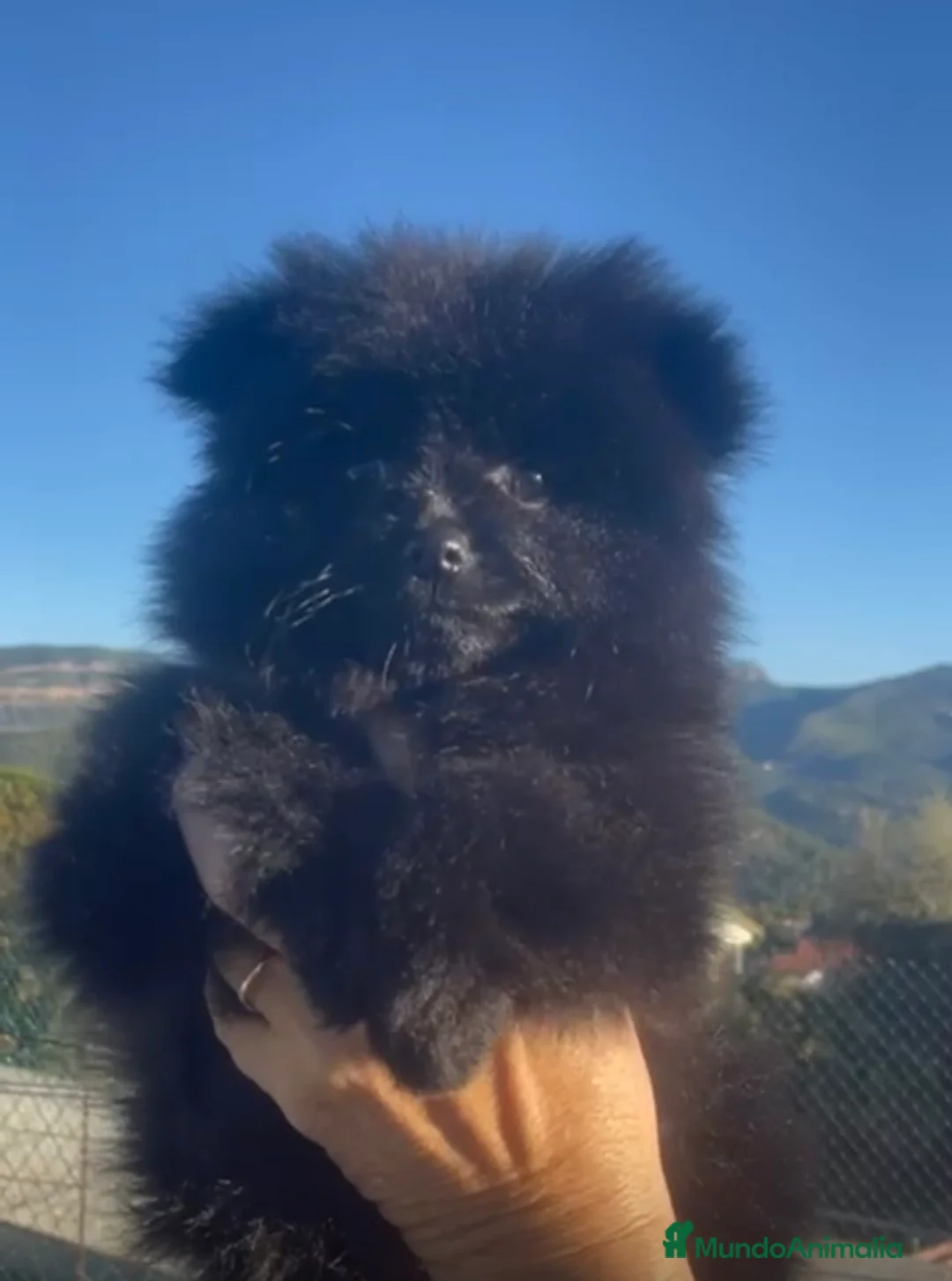 Pomerania perros en venta: Preciosa Pomerania negra - Anuncio 1