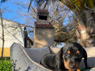 Border Collie perros CAMADA DE TECKEL - Anuncio 11