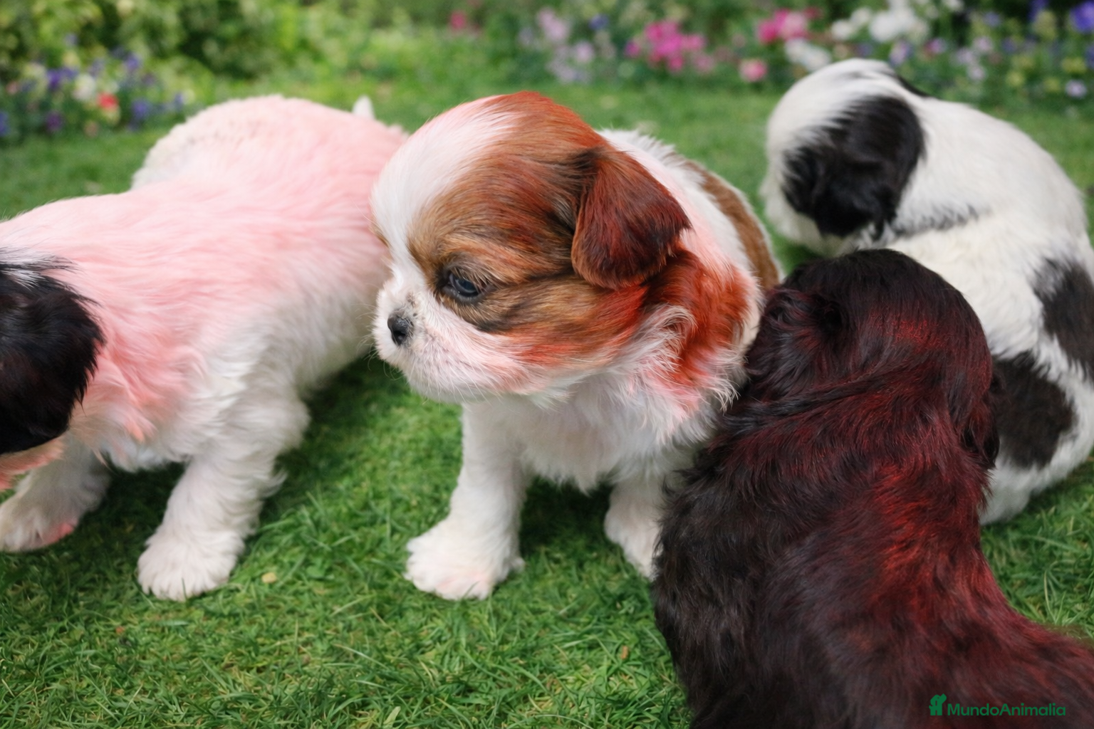 Shih Tzu perros Shih Tzu  - Anuncio 3