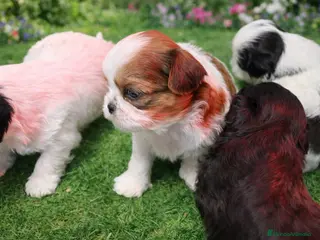 Shih Tzu perros Shih Tzu - Anuncio 3