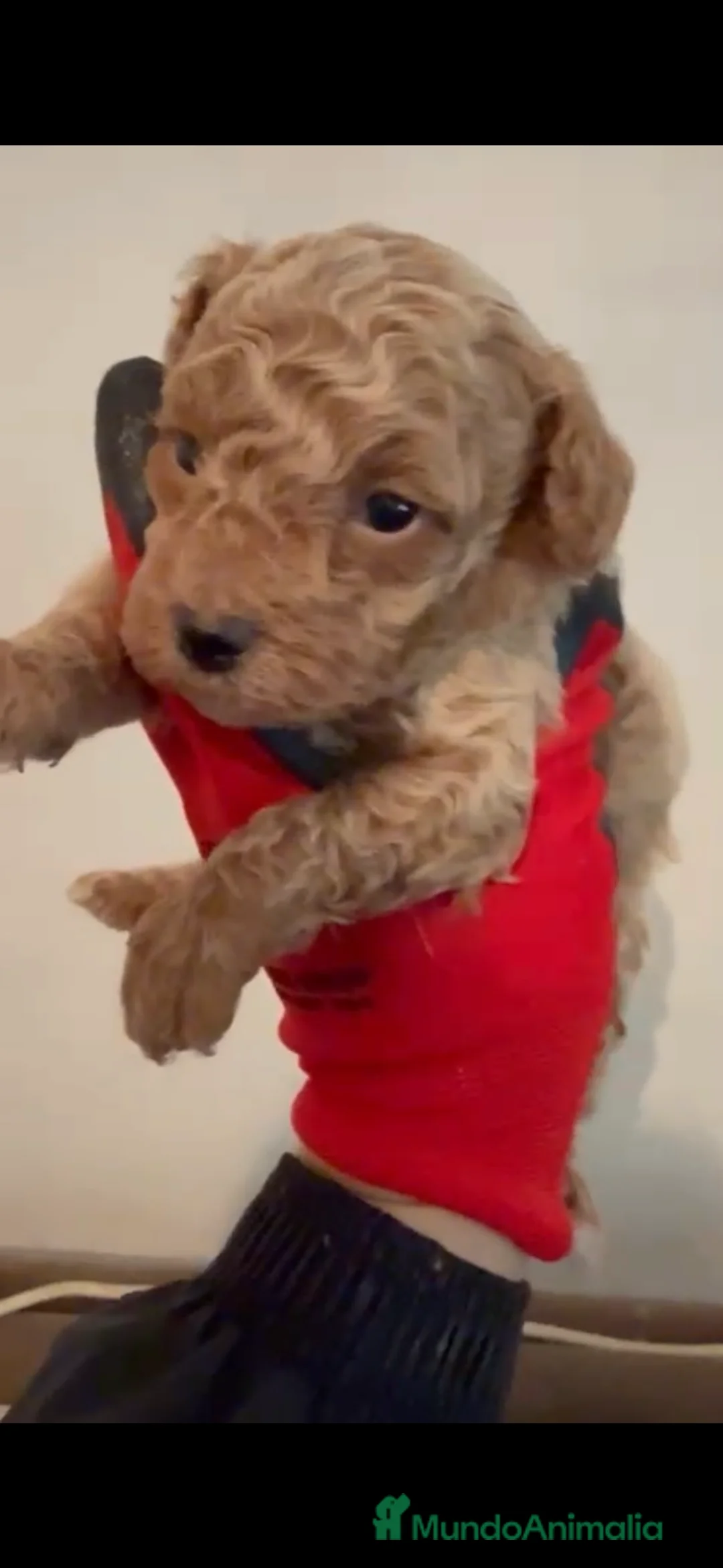 Caniche Toy perros en venta: Último caniche apricot disponible  - Anuncio 3