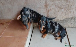 Teckel perros en venta: Cachorro teckel arlequín plata  - Imagen 3