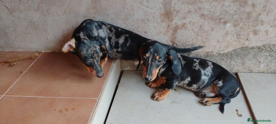 Teckel perros en venta: Cachorro teckel arlequín plata  - Imagen 3