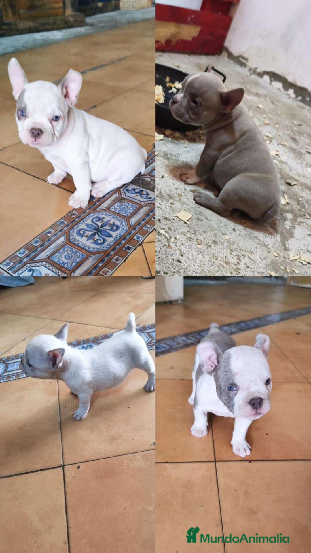 American Bully perros American bully pocket exótico  - Anuncio 3