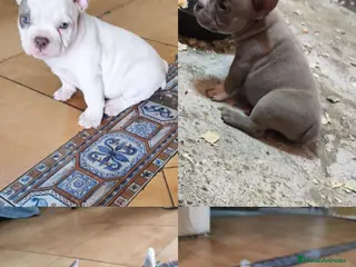 American Bully perros American bully pocket exótico - Anuncio 3