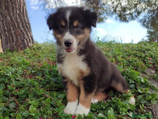 Pastor Australiano perros - Anuncio 36