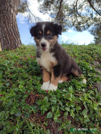 Pastor Australiano perros - Anuncio 2