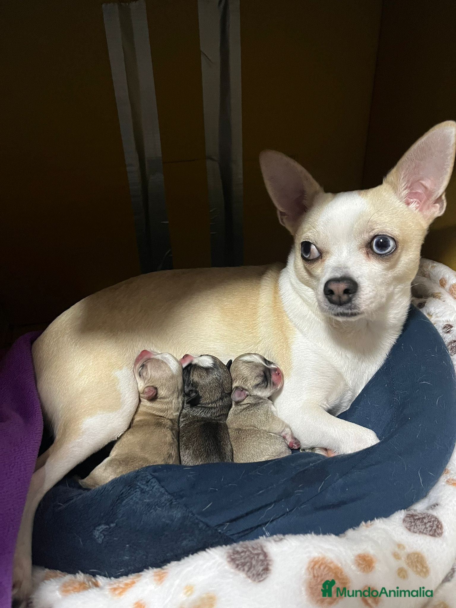 Chihuahua perros CACHORRITAS CHIHUAHUA - Anuncio 1