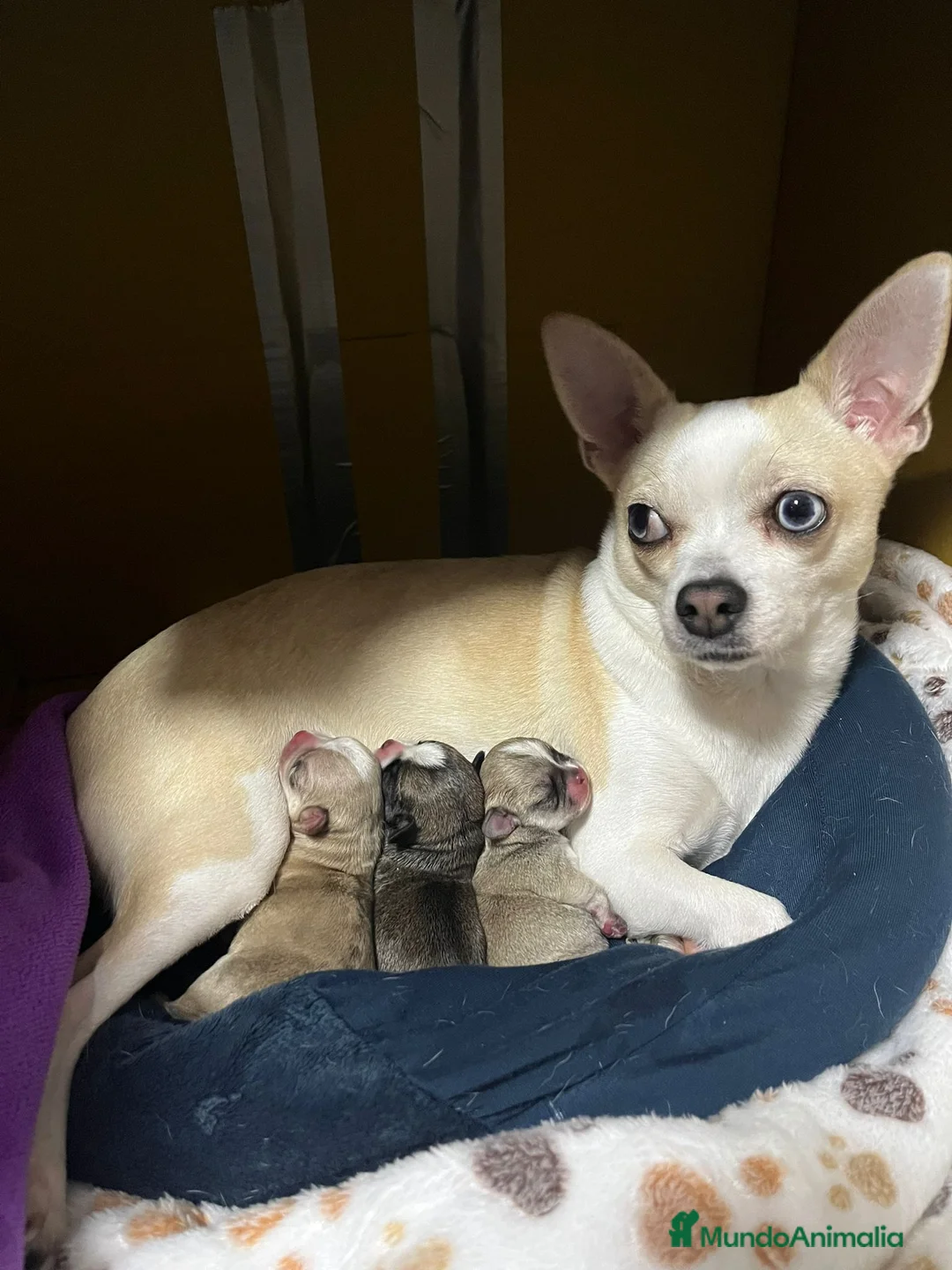 Chihuahua perros en venta: CACHORRITAS CHIHUAHUA en Navarra - Anuncio 1