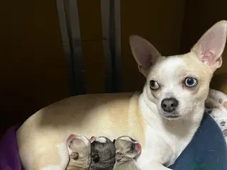 Chihuahua perros CACHORRITAS CHIHUAHUA - Anuncio 1