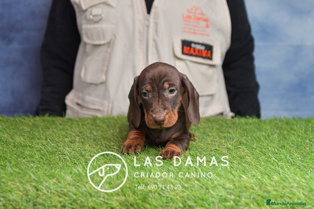 Teckel perros en venta: Cachorros de teckel disponibles - Anuncio 4