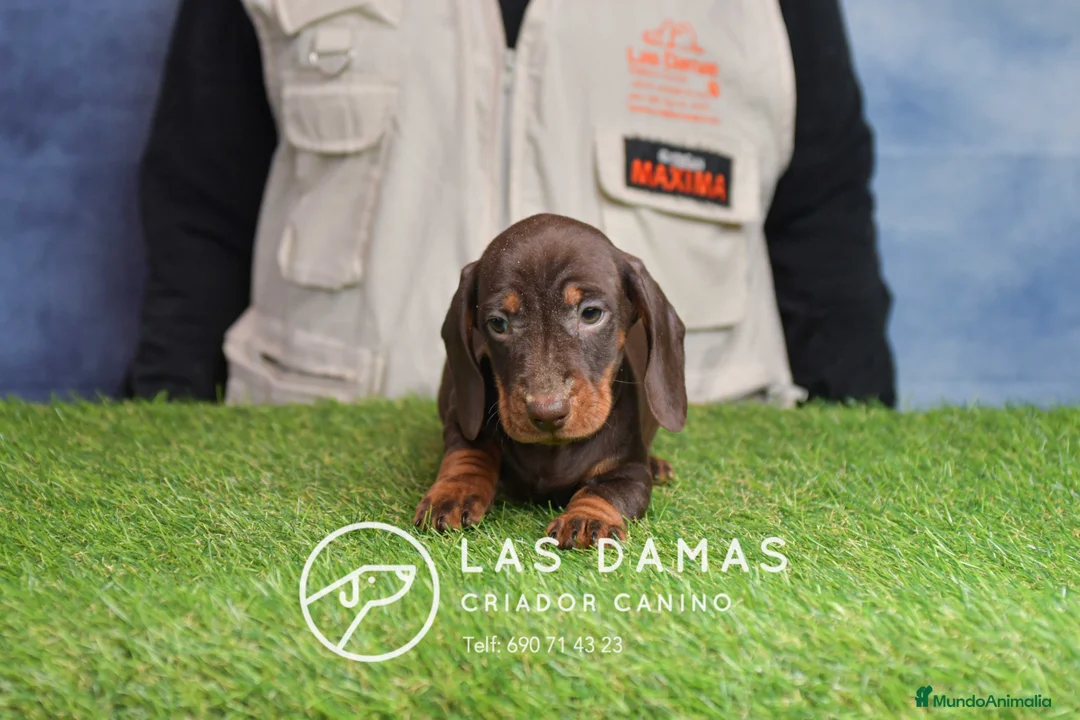 Teckel perros en venta: Cachorros de teckel disponibles - Anuncio 4