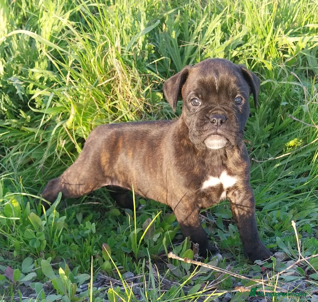Boxer perros en venta: Boxer último cachorro!! - Anuncio 1