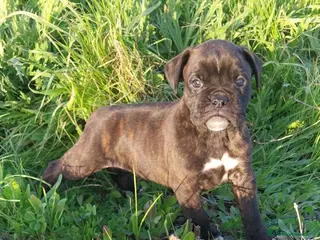 Boxer perros Boxer último cachorro!! - Anuncio 3