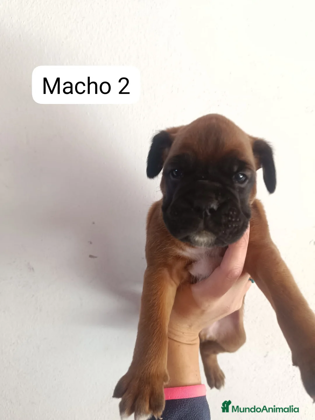 Boxer perros en venta: Boxer  - Anuncio 10