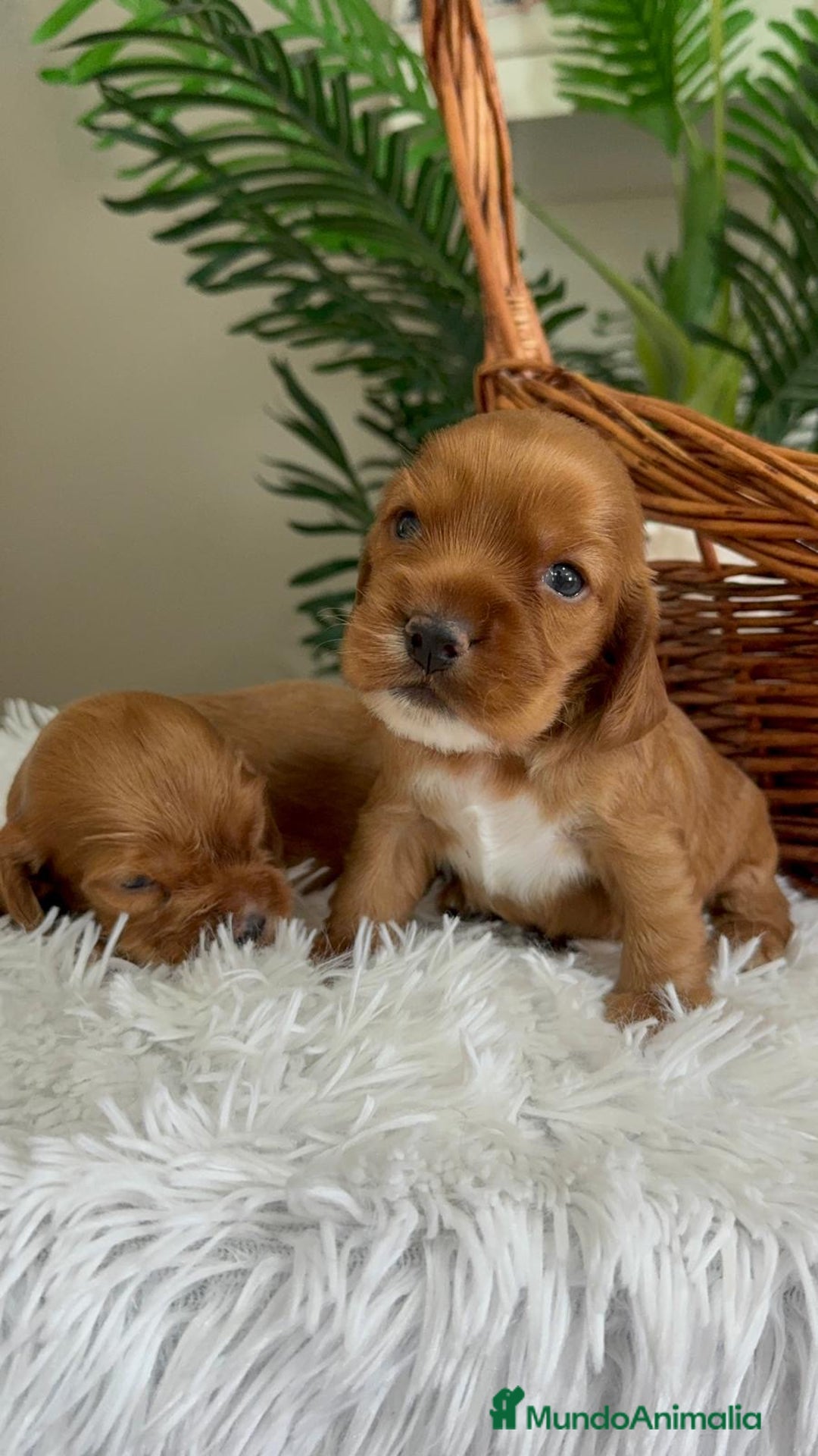 Cocker Spaniel Inglés perros en venta: COCKER SPANIEL INGLES - Imagen 9