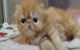 Persa gatos en venta: Gatita Persa Hembra Roja - Imagen 1